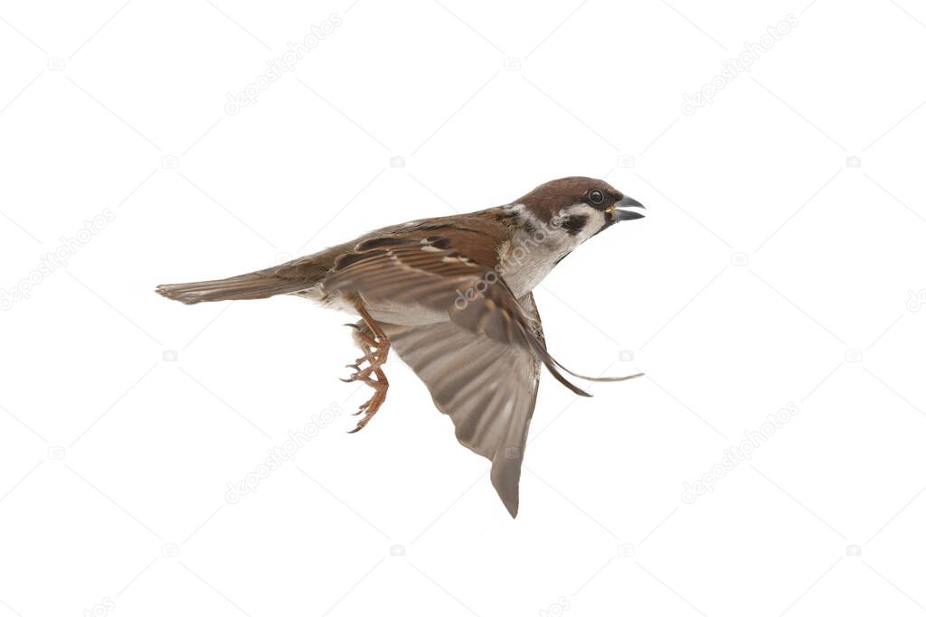 flying sparrow isolated on white background