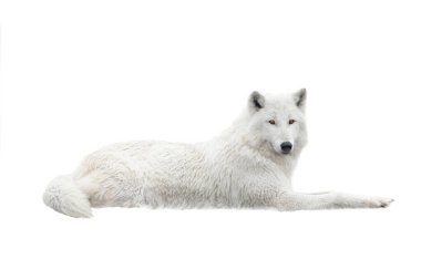 A white arctic wolf lies in the snow. Isolated on white background.