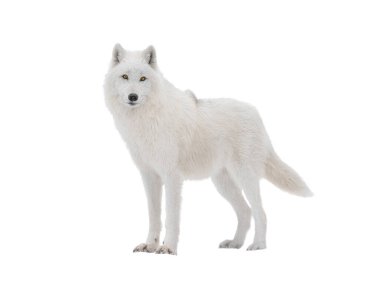 Polar white wolf looks intently into the camera isolated on white background