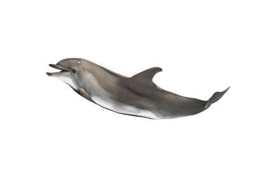 smiling dolphin isolated on white background