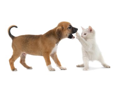 puppy and white kitten playing, isolated on white background