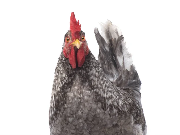 Rooster Portrait Isolated White Background — Stock Photo, Image