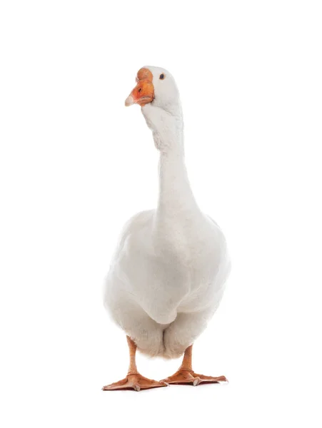 Female Geese Isolated White Background — Stock Photo, Image