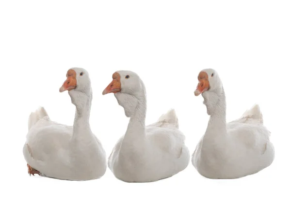 Female Geeses Isolated White Background — Fotografia de Stock