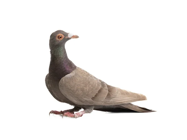 배경에 고립된 비둘기 — 스톡 사진