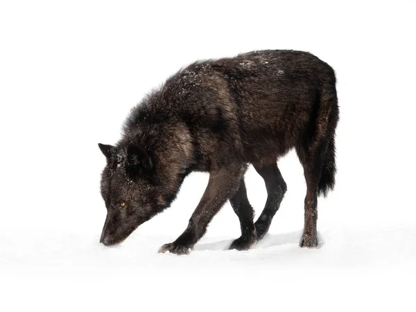 冬季走在小径上的加拿大狼 背景是白色的 — 图库照片