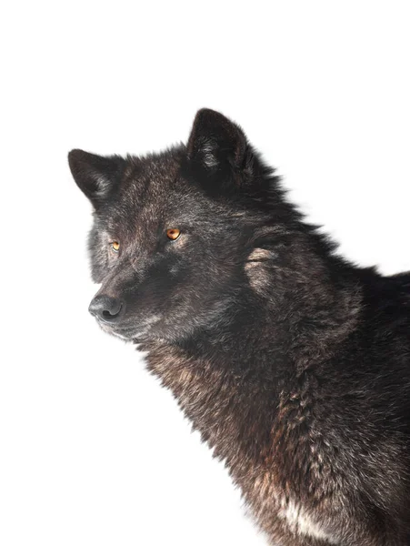 Retrato Lobo Canadiense Aislado Sobre Fondo Blanco — Foto de Stock