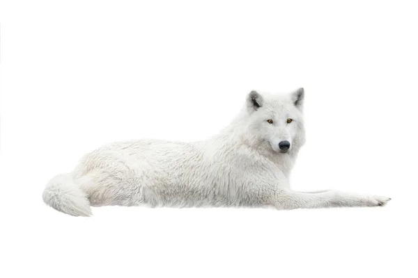 White Arctic Wolf Lies Snow Isolated White Background — Zdjęcie stockowe