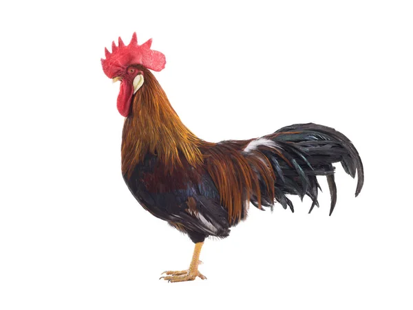 Brown Rooster Isolated White Background — Stock Photo, Image