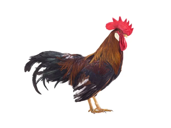 Ayam Jantan Coklat Diisolasi Pada Latar Belakang Putih — Stok Foto