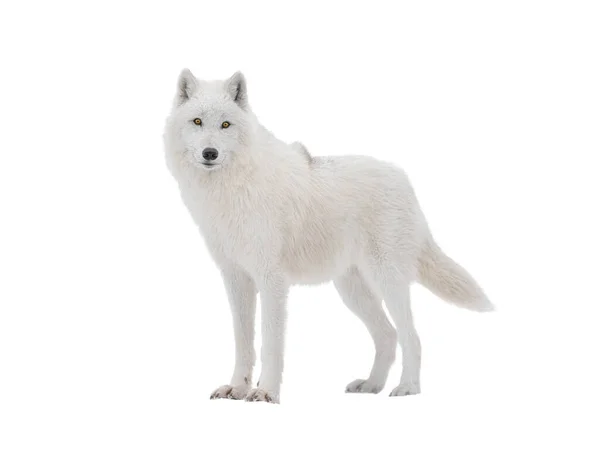 Polar White Wolf Looks Intently Camera Isolated White Background — Stok fotoğraf