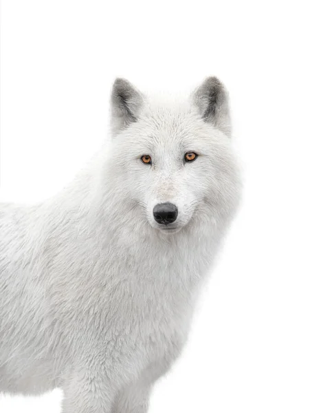 Portrait Polar White Wolf Isolated White Background — Fotografia de Stock