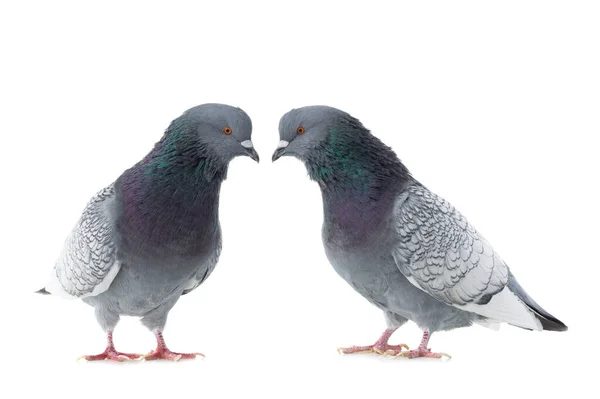 Zwei Tauben Isoliert Auf Weißem Hintergrund — Stockfoto