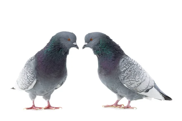 Dos Palomas Aisladas Sobre Fondo Blanco —  Fotos de Stock