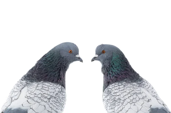 Portrait Two Doves Isolated White Background — Stockfoto