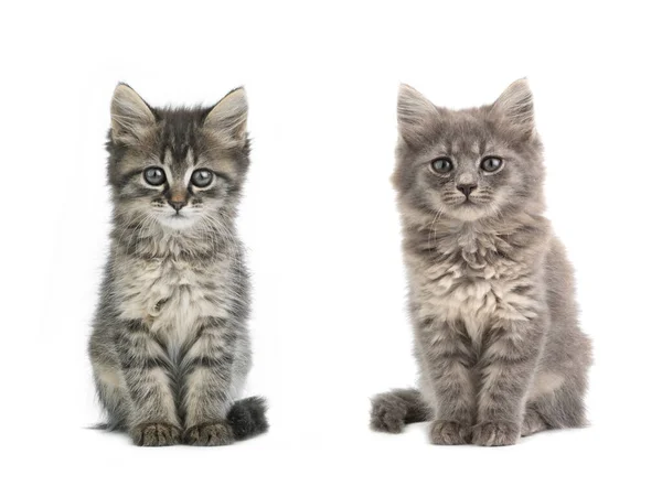 Two Kittens Isolated White Background — Stock Photo, Image