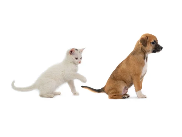 White Kitten Playing Brown Puppy Tail Isolated White Background — Foto Stock