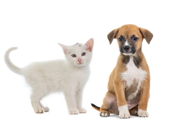 Kitten Puppy Isolated White Background — Stock Photo, Image