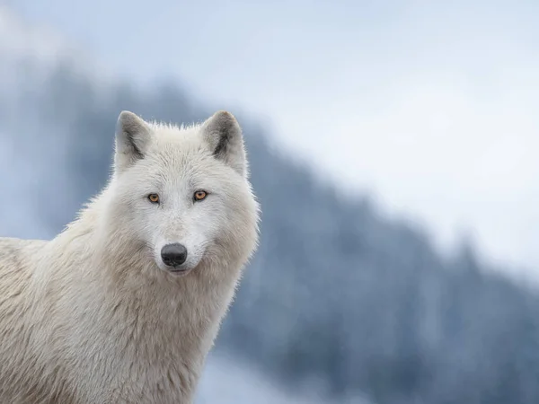 Portrét Bílého Vlka Stojícího Vrcholu Hory Pozadí Zasněženého Lesa — Stock fotografie