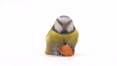 blue tit, Cyanistes galloped to an almond seed, eat it and then flies away. white screen, studio