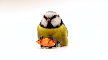 blue tit, Cyanistes caeruleus holds almond seed  in its paws and twists its head. white screen, studio
