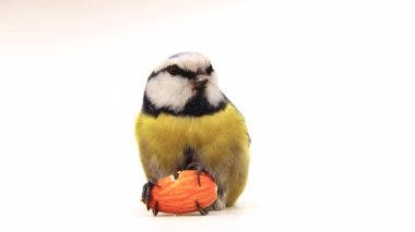 blue tit, Cyanistes caeruleus holds an almond seed in its paws and eats it. white screen, studio