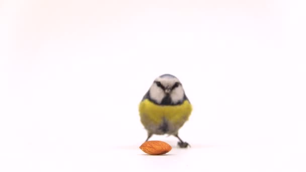 Blue Tit Cyanistes Galloped Almond Seed Eat Flies Away White — Wideo stockowe