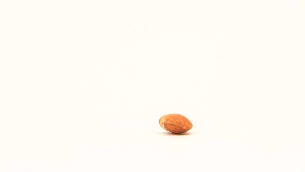 Blue Tit Cyanistes Galloped Almond Seed Eat White Screen Studio — Stock Video