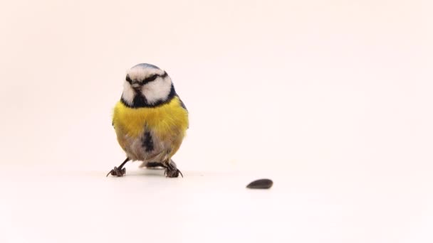 Blaumeise Cyanistes Caeruleus Sitzt Der Nähe Von Sonnenblumenkernen Und Dreht — Stockvideo