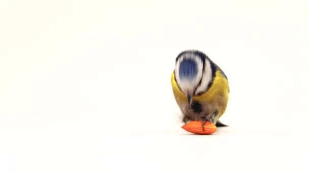 Blue Tit Cyanistes Caeruleus Holds Almond Seed Its Paws Eats — Vídeo de Stock