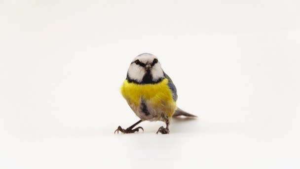 Blue Tit Cyanistes Caeruleus Stands White Screen Flies Away — Stockvideo