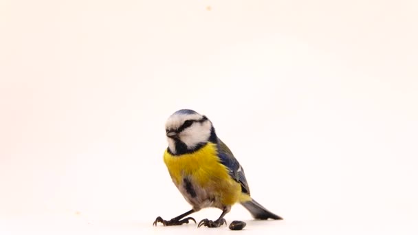 Blue Tit Cyanistes Caeruleus Stands White Screen Flies Away — Stock video