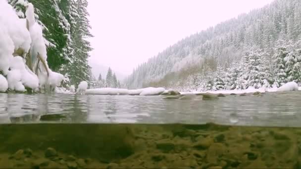 Kışın Dağ Nehri Karlı Orman — Stok video