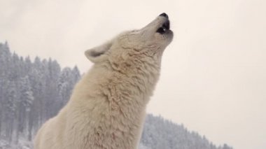 Beyaz kutup kurdunun portresi bir kış ormanının arka planında. Uluyan kurdun sesi