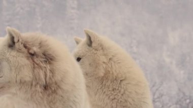 Beyaz kutup kurtlarının portresi bir kış ormanının arka planında.