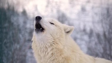 Beyaz kutup kurdunun portresi bir kış ormanının arka planında. Uluyan kurdun sesi