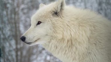 Beyaz kutup kurdunun portresi bir kış ormanının arka planında. Uluyan kurdun sesi