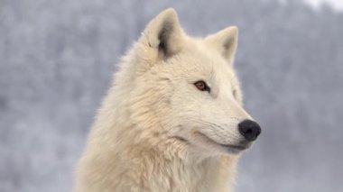 Orman arka planında beyaz bir kurdun portresi. Kurt perdeyi terk eder.