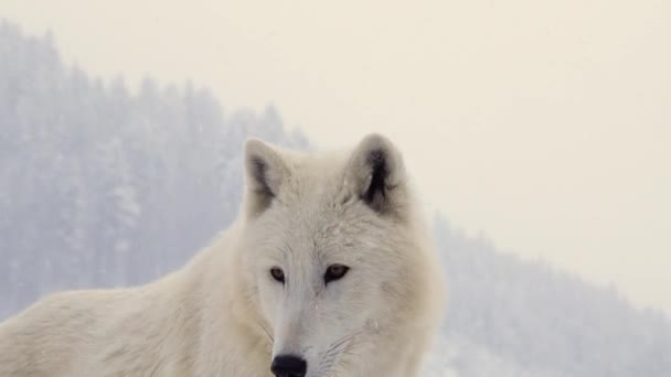 在冬季森林背景下的白色北极狼的肖像 狼从屏幕上消失了 一只新的狼出现了 又消失了 — 图库视频影像