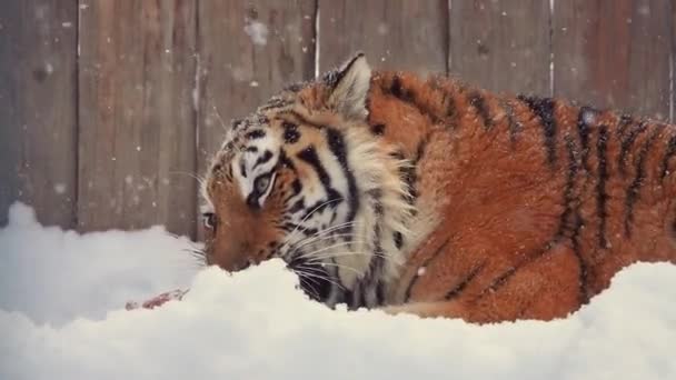 Belo Tigre Encontra Neve Zoológico Come Carne Queda Lenta Neve — Vídeo de Stock