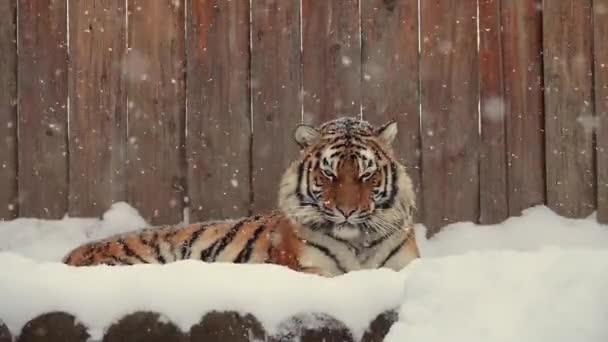 Hermoso Tigre Sienta Nieve Zoológico Nieve Que Cae Lentamente — Vídeo de stock