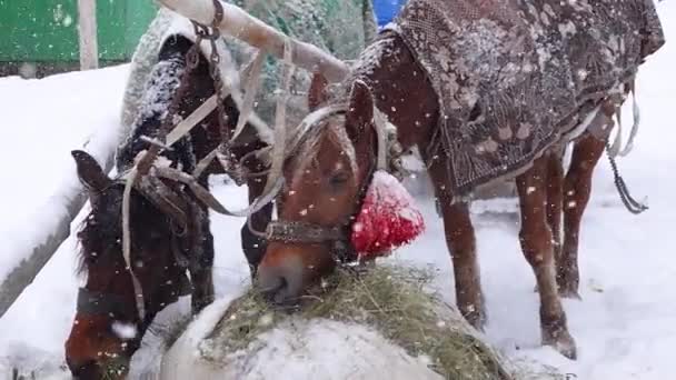 Χριστουγεννιάτικη Σκηνή Δύο Άλογα Μασάνε Σανό Αργή Κίνηση — Αρχείο Βίντεο