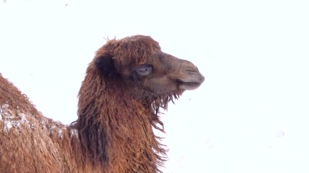 Porträtt Kamel Tugga Bakgrund Vit Snö — Stockvideo