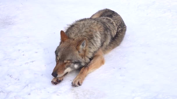 Lobo Cinzento Dorme Neve Com Olhos Fechados Depois Abre Olhos — Vídeo de Stock