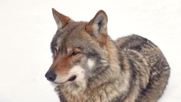 Retrato Lobo Cinza Inverno Fundo Neve — Vídeo de Stock