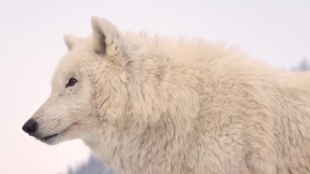 Retrato Lobo Blanco Ártico Sobre Fondo Blanco Condiciones Naturales — Vídeo de stock