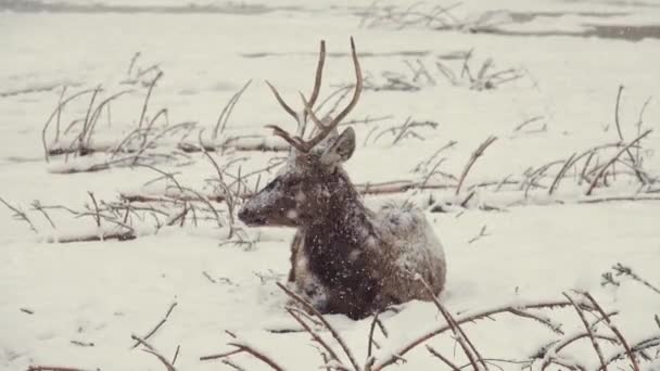 Sitzendes Reh Bei Starkem Schneefall Natürliches Geräusch Eines Heulenden Wolfes — Stockvideo