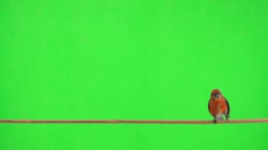 male red crossbill moves along a tree branch and takes off. Slow motion, green screen