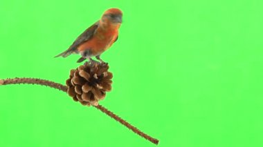 male of the red beak moves along the branch and pecks the cone of the spruce tree. green screen