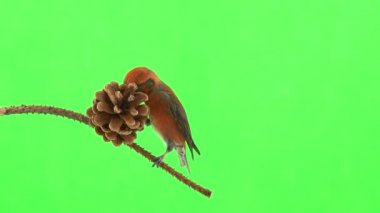 male of the red beak moves along the branch and pecks the cone of the spruce tree. green screen